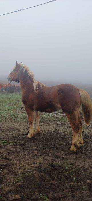 Vând mânz blond de un an și 4 luni