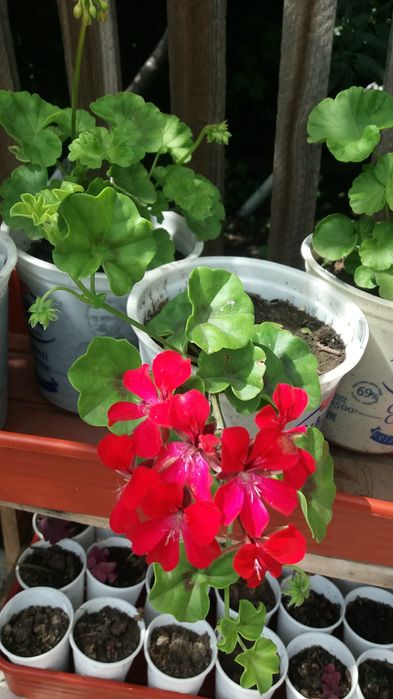 Продам герани, пеларгонии
