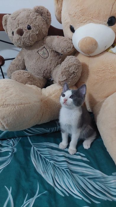 В самые добрые и ответственные руки.