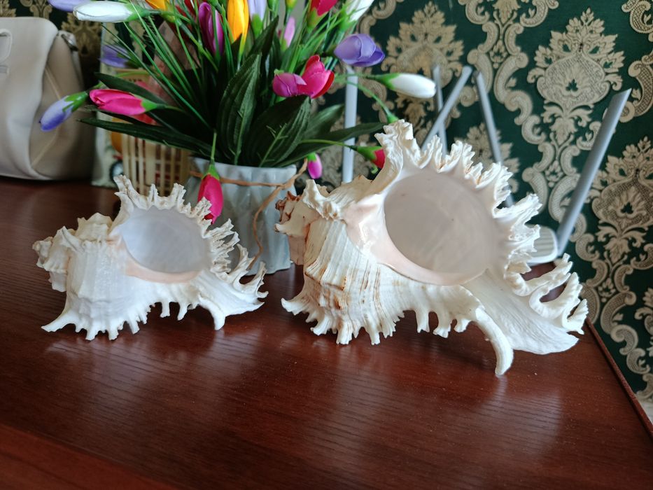 Продам большие экзотические ракушки