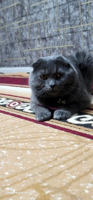 Кот шотланской породы