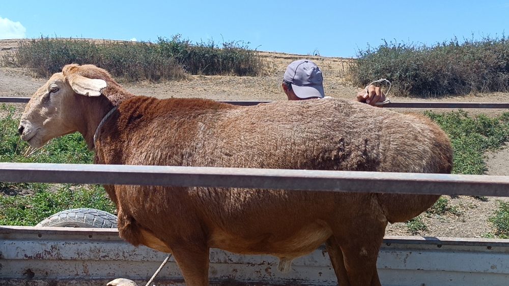 Ассалаумағалейкум қошқар сатылады