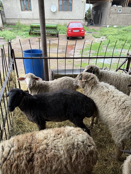 Бараны откорм  жирные