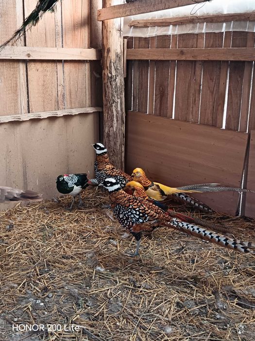 Fazani regali de vanzare