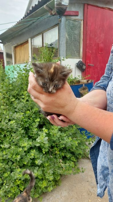 Отдам котят 2 месяца