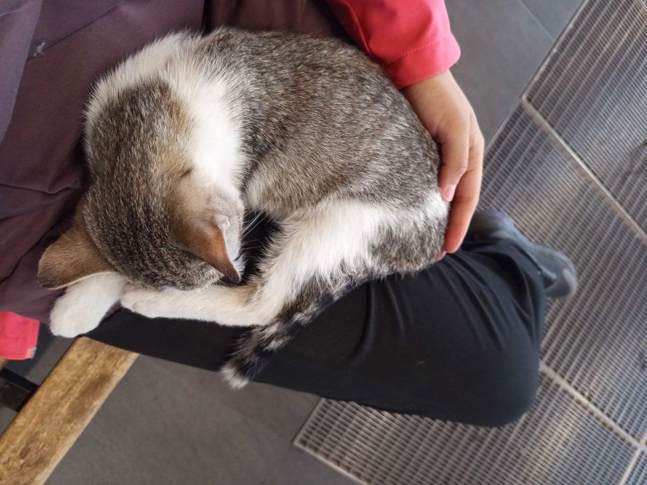 Котя с сасными ресничками ищет дом!