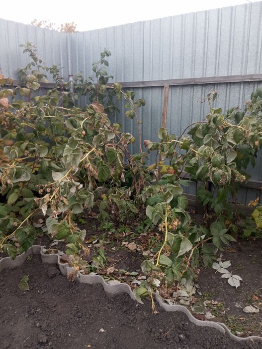 Продам саженцы малины