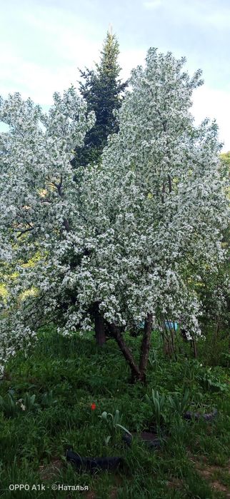 Мёд разнотравие, очень вкусный, 3500 за литр.