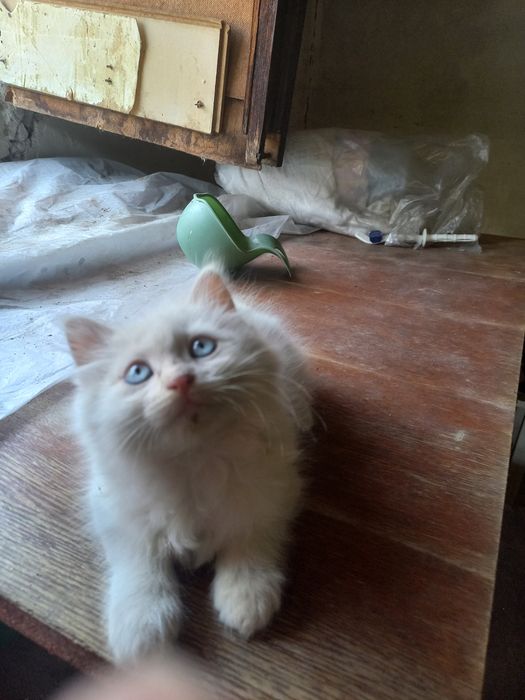Котенок белый пушистый мальчик