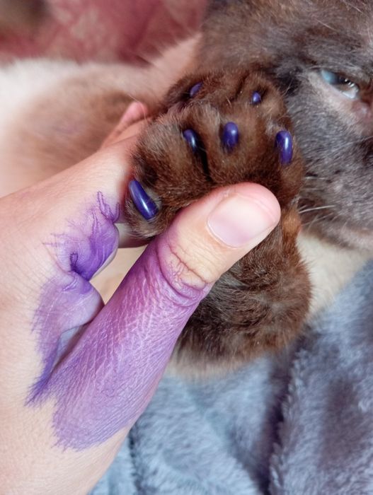 Кот идеально для ребенка.