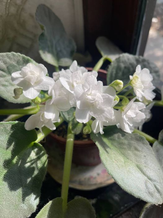 Spiraea gozalik uchun