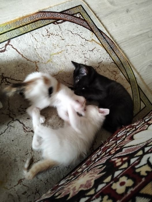 Отдам котят в добрые руки
