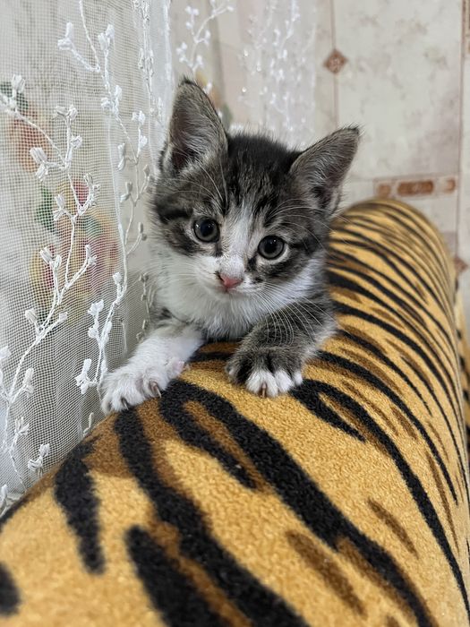 Отдам котят бесплатно