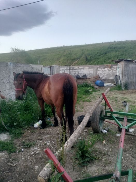 Schimb iapă pe armăsar sau cal castrat