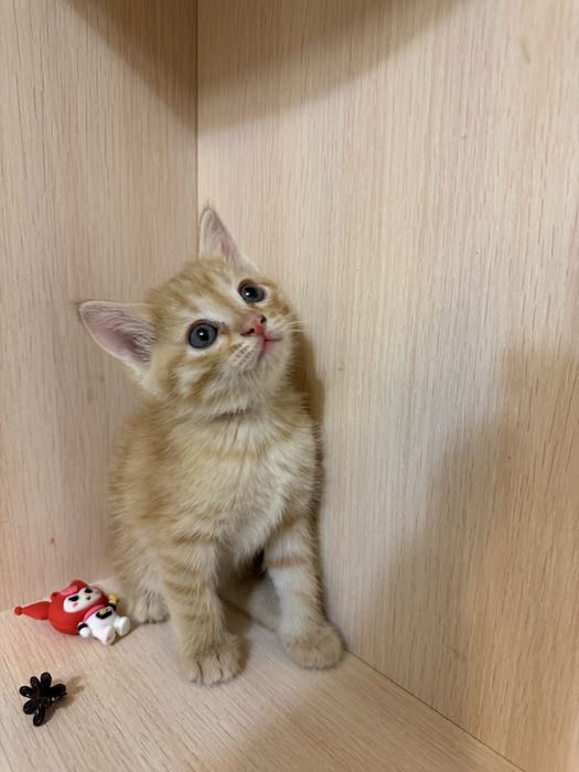 Отдам бесплатно котят