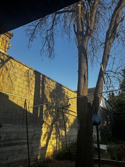 Дерева бесплатно