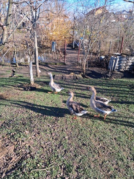 Gâște românești .