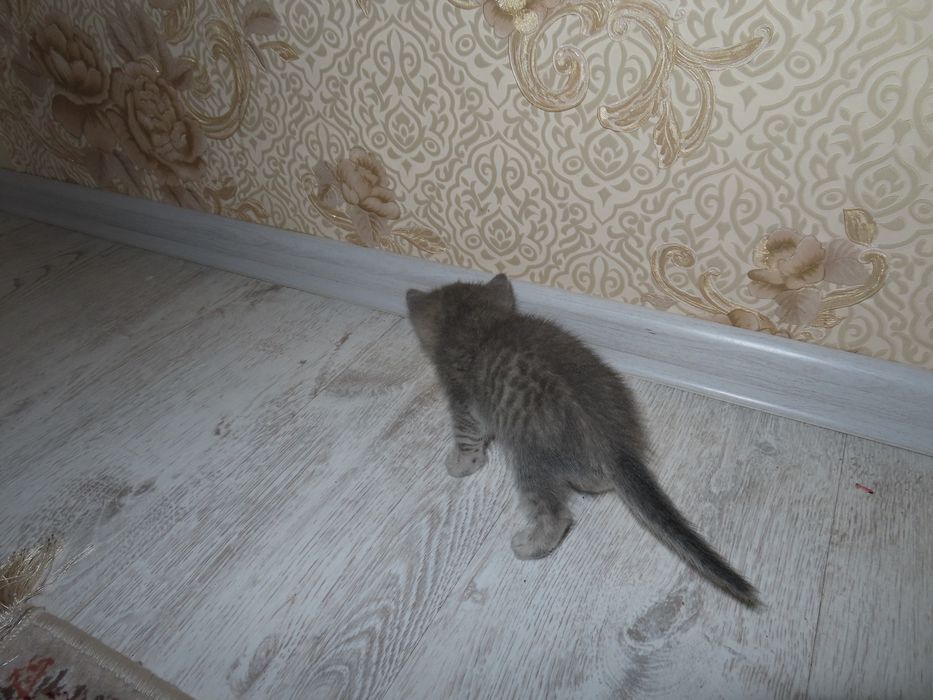 Кошка отдам бесплатно