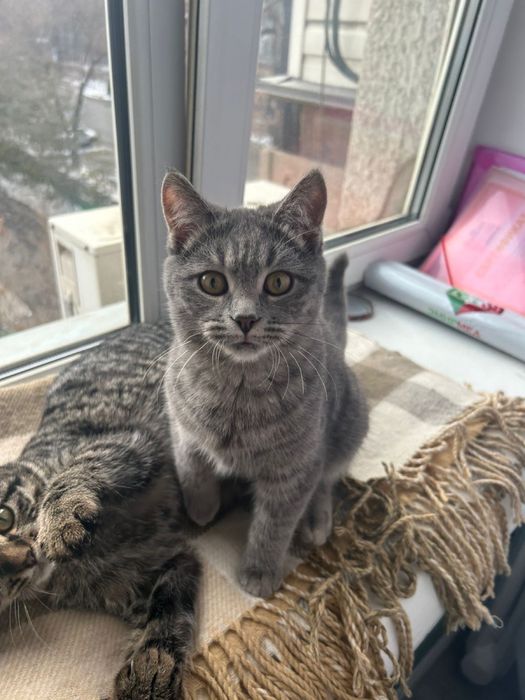 Котята (4 месяца)