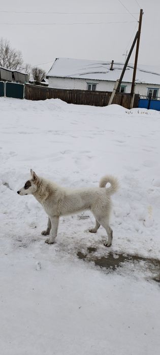 Лайка күшік сатылат