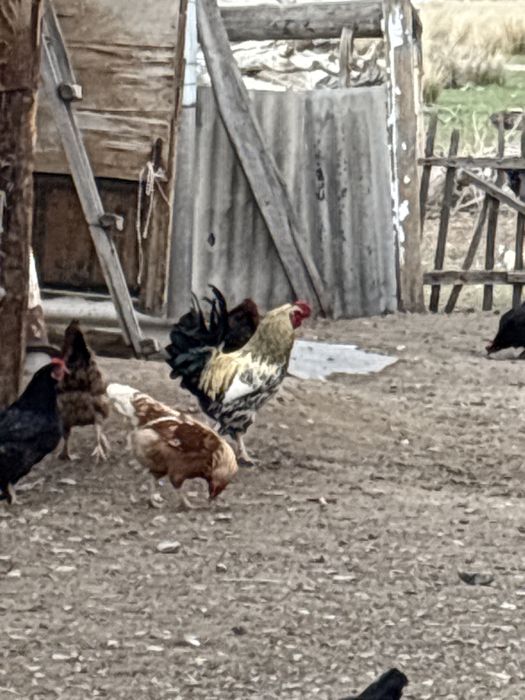 Домащний петухы.