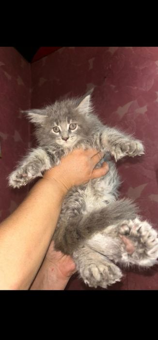 Продам котят мейн-кун полидакт