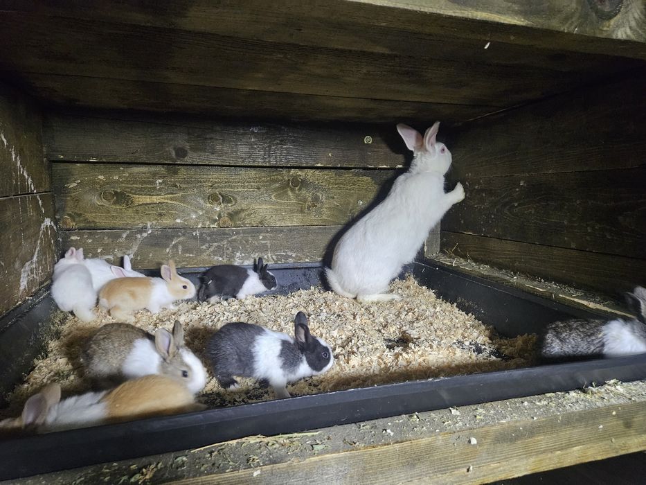 Iepuri Hycole francez