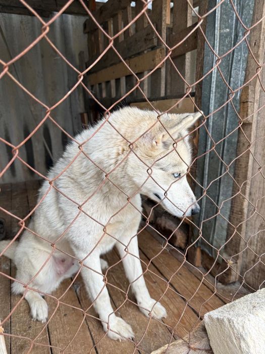 Отдам в хорошие руки