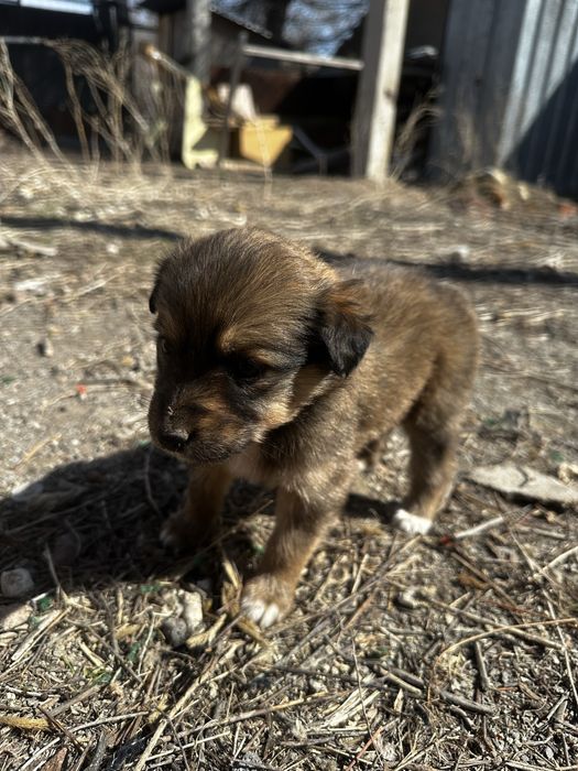 Щенки ищут свой дом