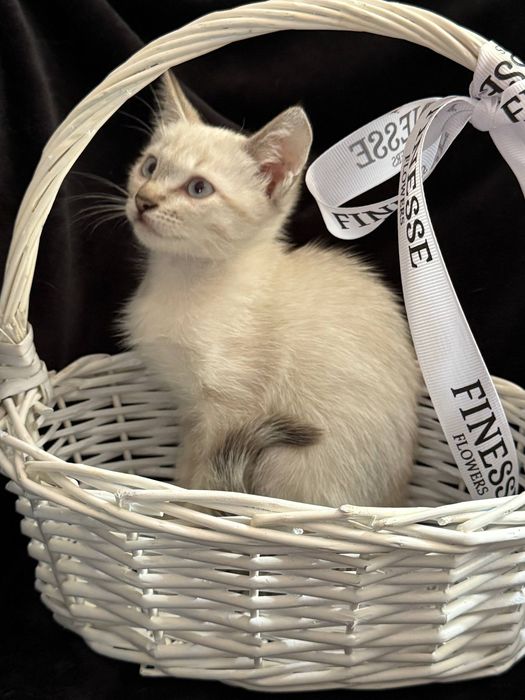 Отдам котенка девочку, воспитанную