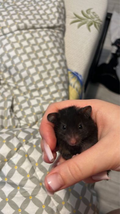 Vand Hamster Sirian Baiat