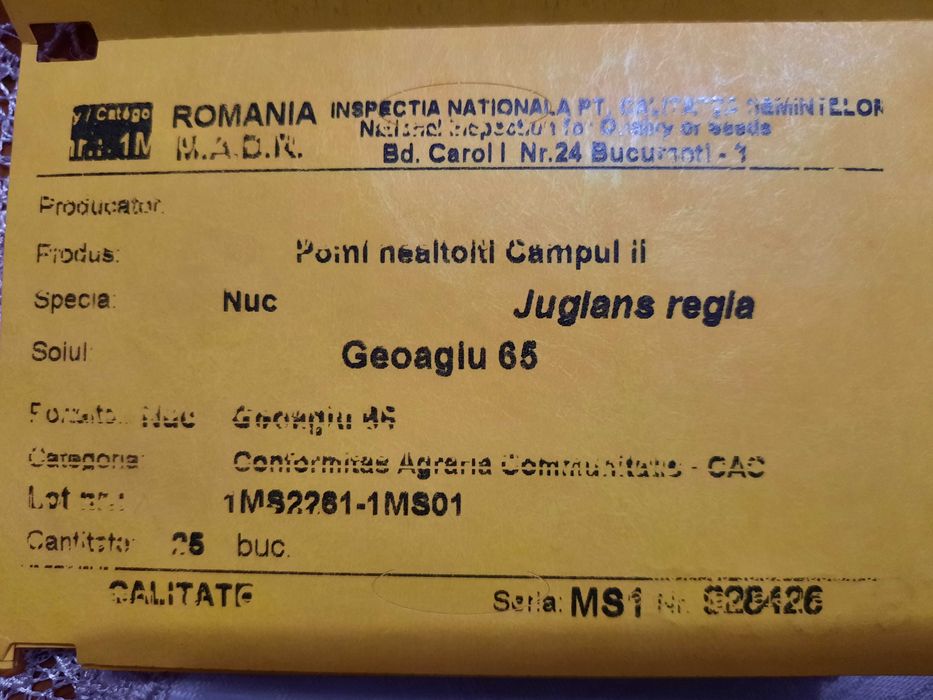 Puieți de nuc certificați Geoagiu 65.