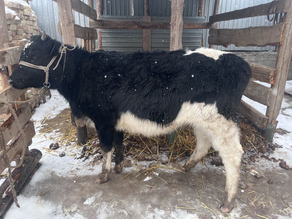 Бир жарм жасар кара ала баспак