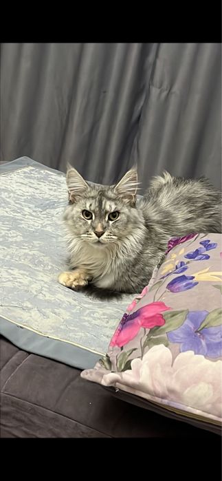 Отдам котенка помесь мейн кун с обычным