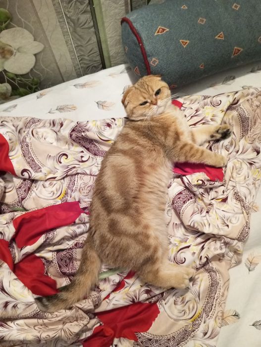 кошечка вислаушка