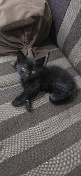 Черный котенок, 1 месячный