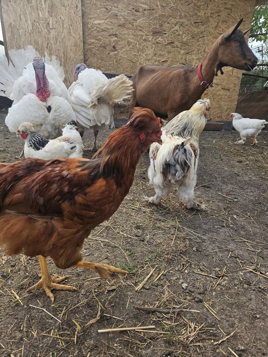 Cocosi de vanzare moțați si încălțați