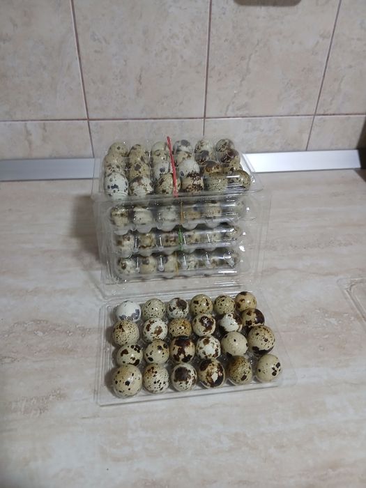 Oua de prepeliță