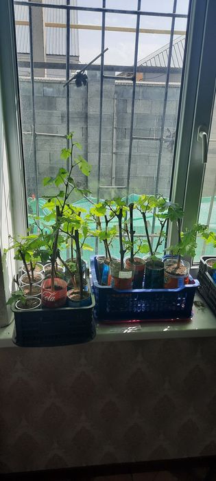 Продам саженцы винограда