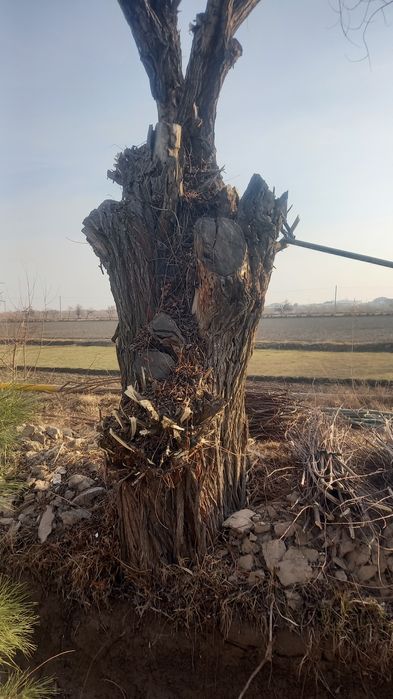 O'tin (tarosha) juda qalin daraxt. Kesib olib ketish.