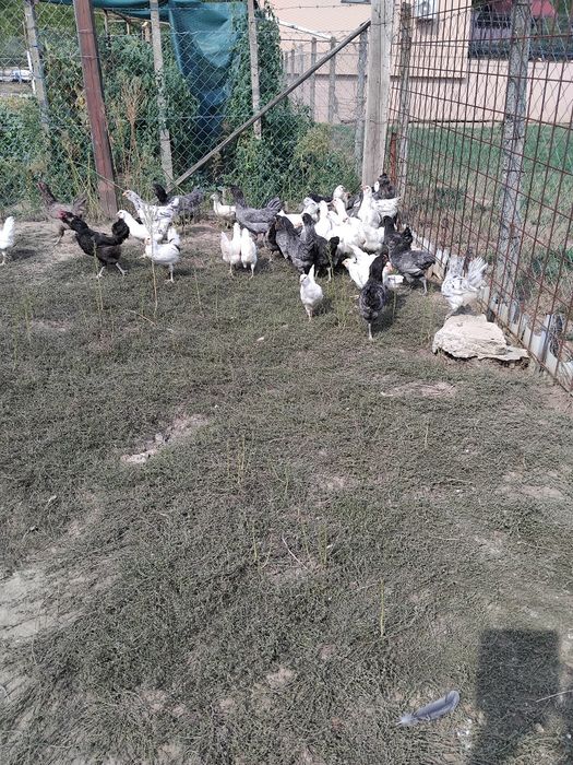 Vind pui ameraucana