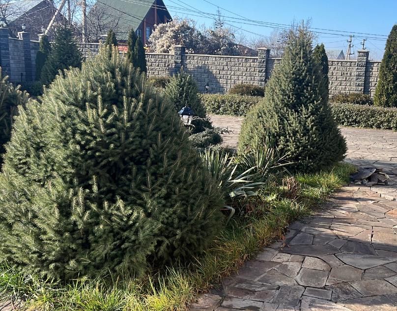 Ель Тань-шаньская! Пышные Крупномеры!