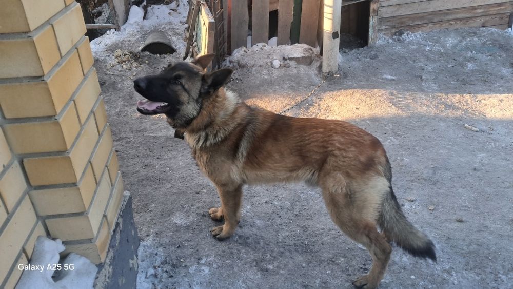 Продам немца 1год,