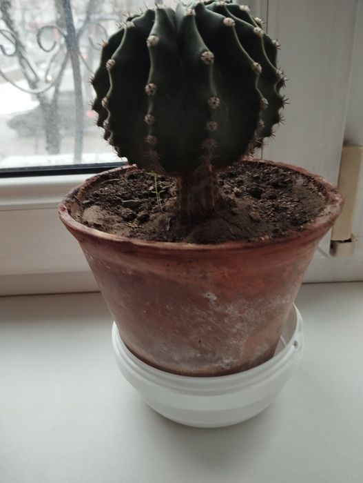 Семейство кактусов