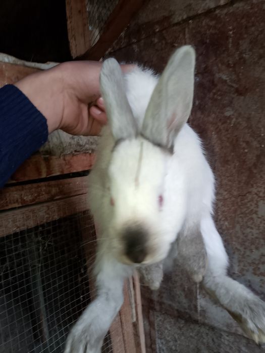 Kaliforniya zotli quyonlar sotiladi Калифор куйон сотилади