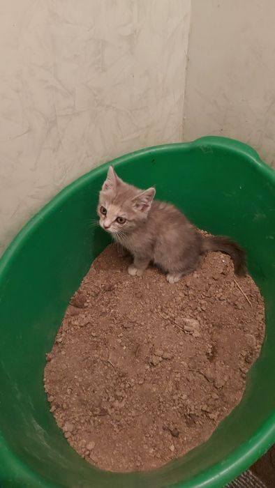 Котнек бесплатно. Домашний
