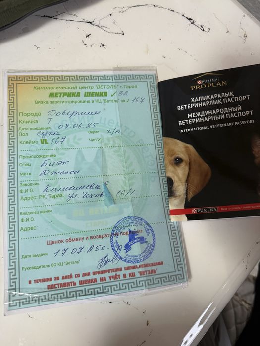 Доберуман шенов 8 мей