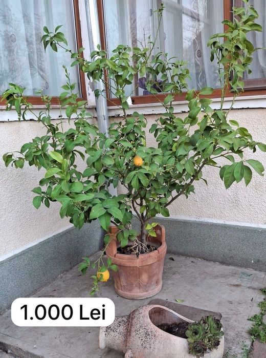 Lămai Pomi cu multe fructe