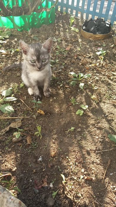 Отдам котёнка мальчик в добрые руки