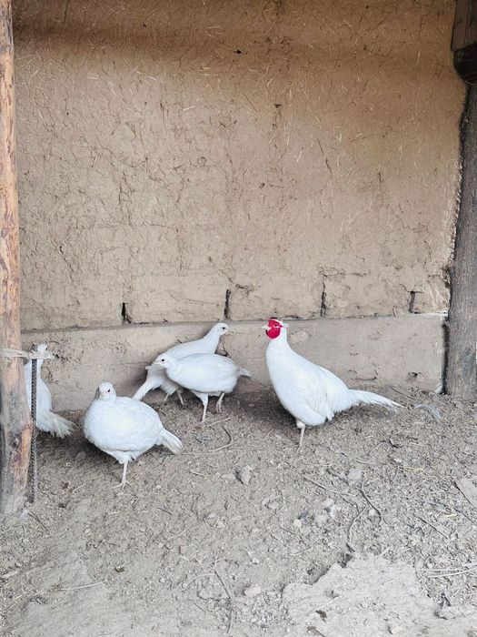 Қырғауыл  балапан Фазан  цыпляата